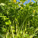 White Bone Yellow Heart Celery Seeds, 5g