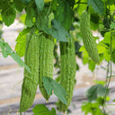 Emerald Green Bitter Melon Seeds, 20 Seeds