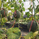 Shuaiguo No.9 Netted Melon Seeds, 10g