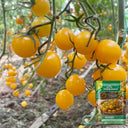Charlotte Cherry Tomato, 5 Seeds
