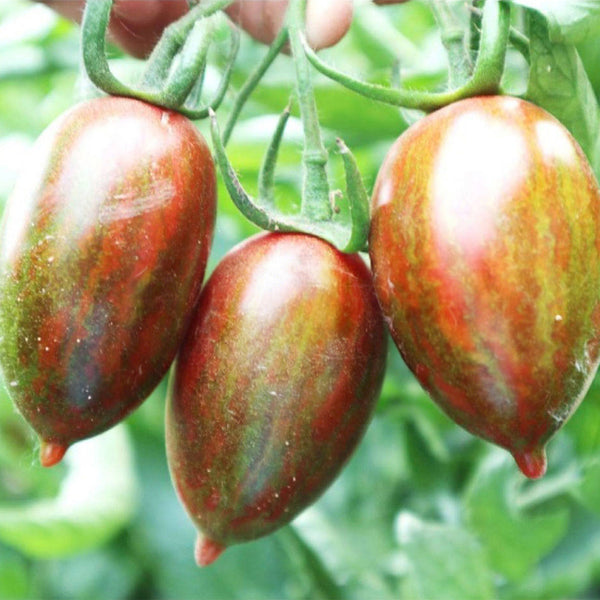 Zixia Tomato, 20 Seeds