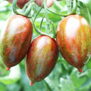 Zixia Tomato, 20 Seeds