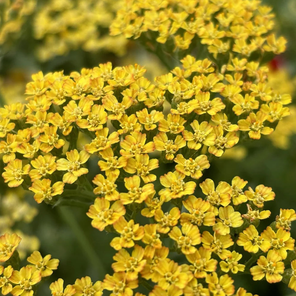 Yellow Yarrow Seeds, Pkt of 500