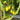 823 Green Pear Tomato, 5 Seeds