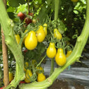 823 Green Pear Tomato, 5 Seeds