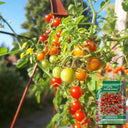 Red Currant Sweet Pea Tomato, 20~30 Seeds