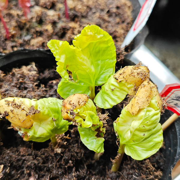 Moonflower, 3 Seeds