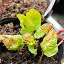 Moonflower, 3 Seeds