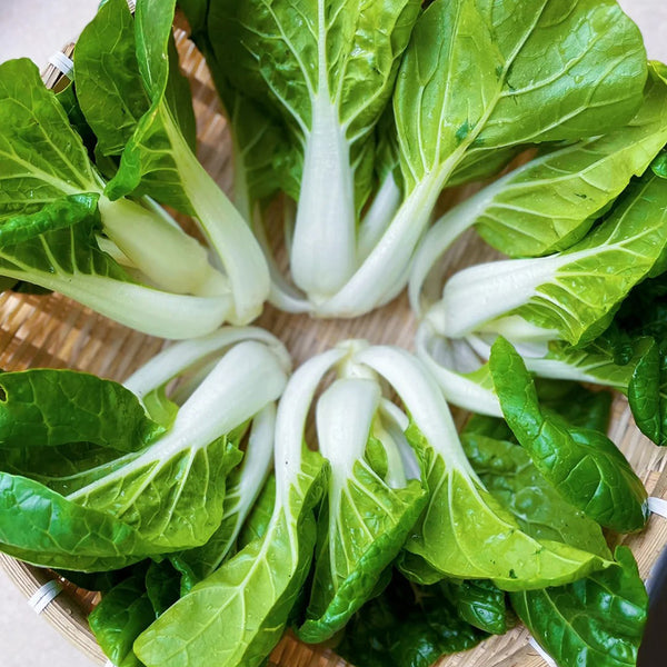 Yumeiren Baby Bok Choy Seeds, 5 × 1k-seed Bags