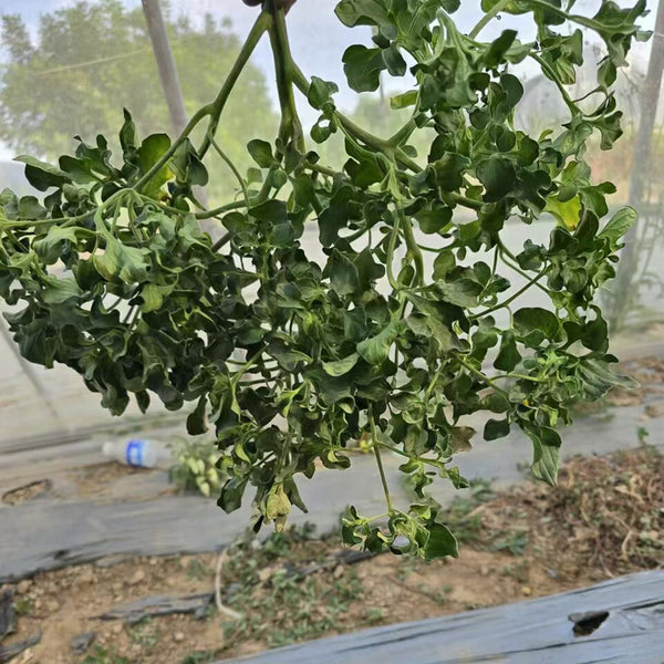 872 Craig Mouse Ear Tomato, 5 Seeds