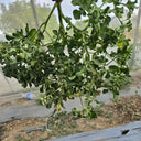 872 Craig Mouse Ear Tomato, 5 Seeds