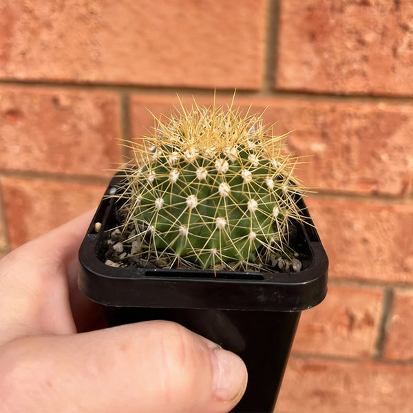 Ferocactus schwarzii, 3-4cm