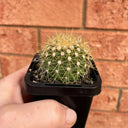 Ferocactus schwarzii, 3-4cm