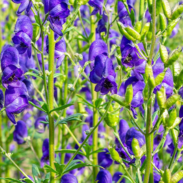 European Aconite, 10 Seeds