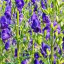 European Aconite, 10 Seeds
