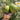 1023 Aliris Golden Heart Tomato, 5 Seeds