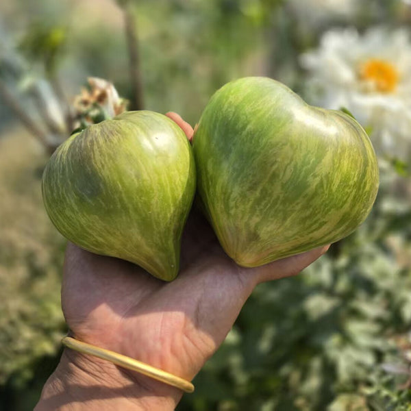 1023 Aliris Golden Heart Tomato, 5 Seeds
