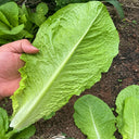 W1360 Green Peacock Lettuce, 5 Grams ≈ 1000 Seeds
