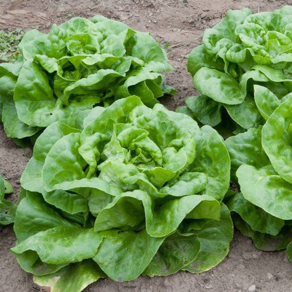 Jiemei Butter Leaf Lettuce, 2000 Seeds