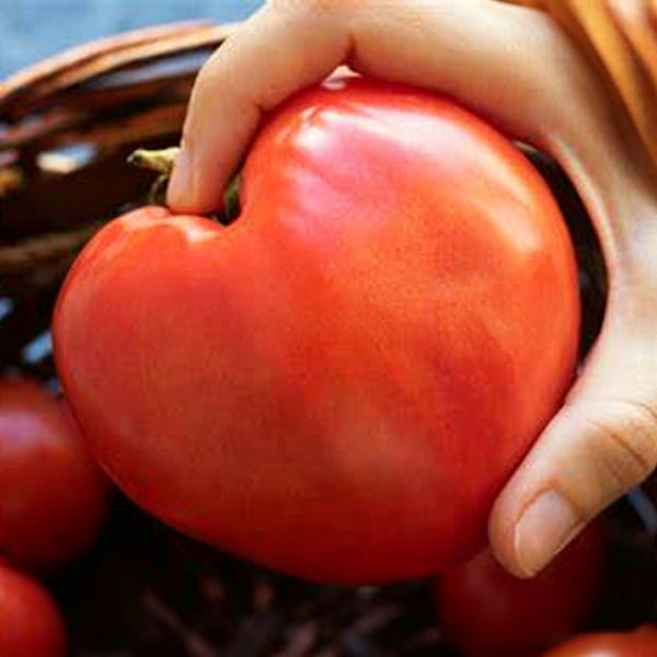 W954 Hungarian Heart Tomato, 10 Seeds