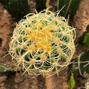 Kroenleinia grusonii 'Intertextus' Live Cactus
