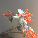 TD004 Sinningia leucotricha, 1 Dormant Tuber