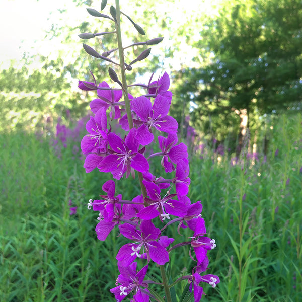 fireweed Seeds, 50 Seeds