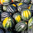 Acorn Squash, 5 Seeds
