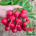 Red Cherry Radish Seeds, 10g