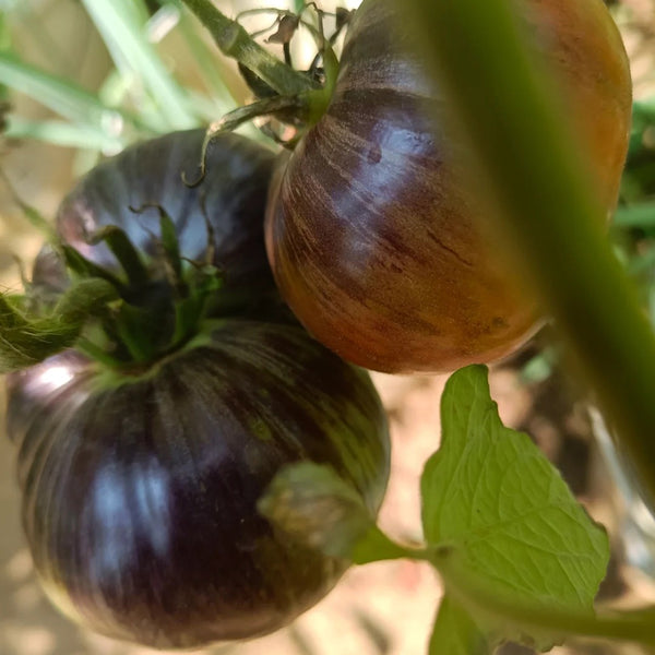 Martha Starfighter Tomato, 10 Seeds