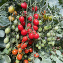 Hongcuili Cherry Tomato Seeds, 20 Seeds