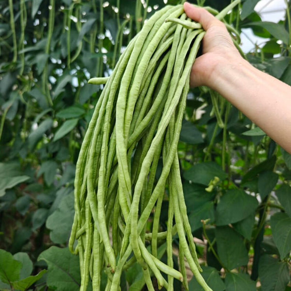 Shengcui No.2 Cowpea Seeds, 200g