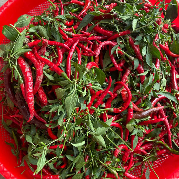 Chaodi Pepper Seeds, 0.3g
