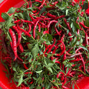 Chaodi Pepper Seeds, 0.3g