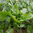 Golden Autumn Spinach Seeds, 20g