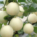 Baisha Honey Melon Seeds, 2g