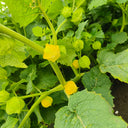 Golden Ground Cherry Seeds, 2g