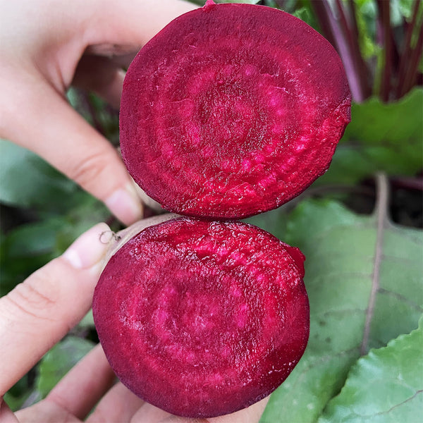 ALTO Long-shaped Red Garden Beet Seeds, 200 Seeds