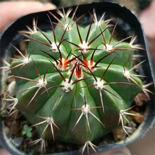 Melocactus caesius, 4cm