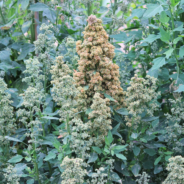 White Quinoa Planting Seeds, 30 Grams ≈ 10000 Seeds