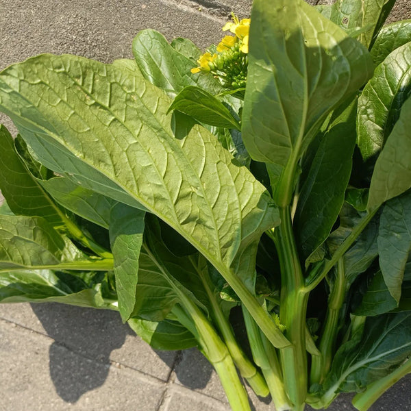 Sijiu Yellow-leaf Choy Sum Seeds, 20g