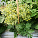 'Mini Shadow Stripe' Tomato Seeds, 3 Seeds