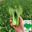 'Tingmei No.1' Baby Bok Choy Seeds, 20g