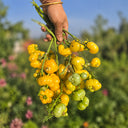 8 Dean's Chickie Cherry Tomato, 5 Seeds