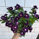 Madagascar Periwinkle, 100 Seeds
