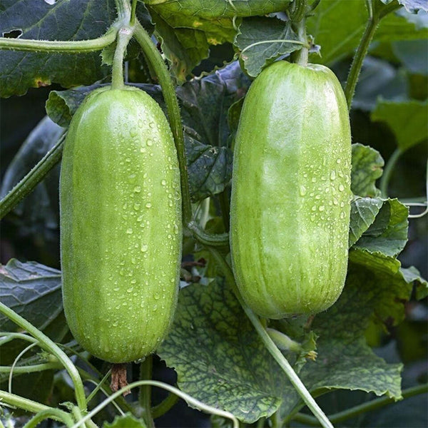 Yellow River' Chinese Vegetable Melon Seeds, 50 Seeds