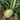 Xinlimei Radish, 50 Grams ≈ 5000 Seeds