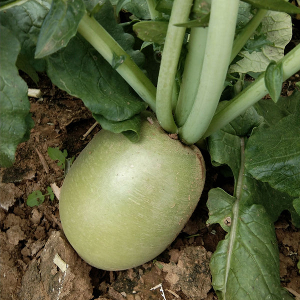 Xinlimei Radish, 50 Grams ≈ 5000 Seeds