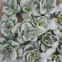 'Aijiaoqing' Bok Choy Seeds, 5g