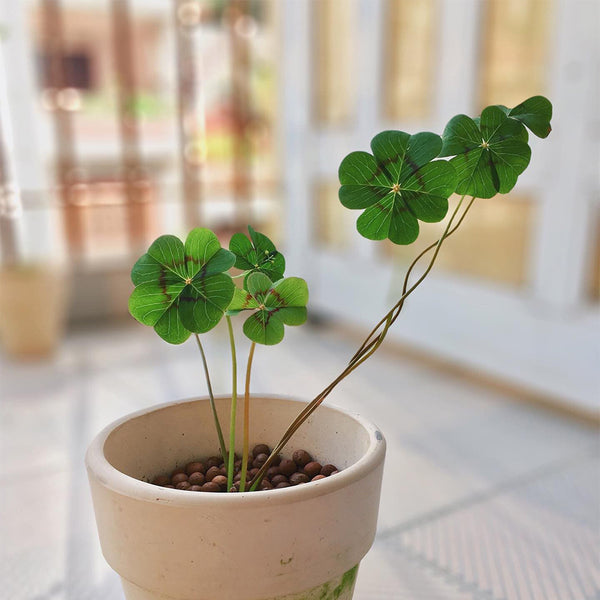 Oxalis deppei 'Mexico BotKA G4', 10 Bulbs